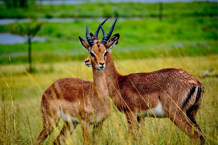 3 Bedroom Property for Sale in Heron Banks Golf Estate Free State